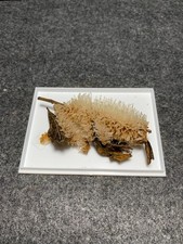 Gips, Schacht Teutschenthal