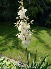 1 Stück Jungpflanze Yucca Filamentosa. Palmlilie , winterhart, weiß blühend