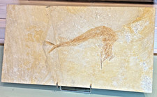 Sehr dekorativer Schnabelfisch