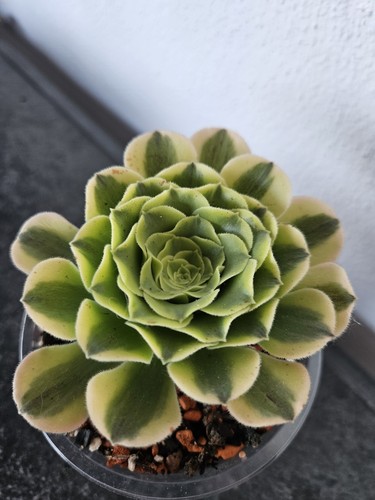 Sukkulente aeonium green - sukkulente,