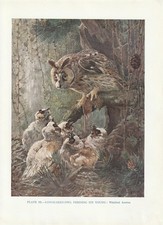 Waldohreule (Asio otus) mit Nestlingen KUNSTDRUCK von 1930 Long-eared owl
