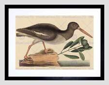 MARK CATESBY ENGLISCHER AUSTERNFÄNGER SCHWARZ GERAHMTER KUNSTDRUCK B12X5365