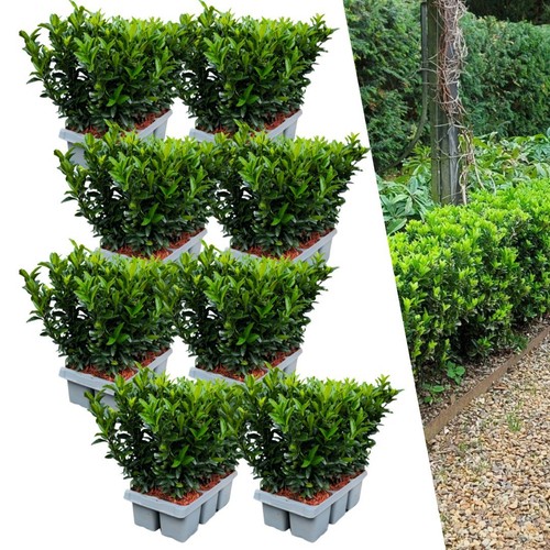 Euonymus green spire 48er set - euonymus,