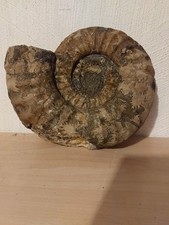 Ammonit, Asteroceras ,  260 mm , (55)  Lias  beta,  