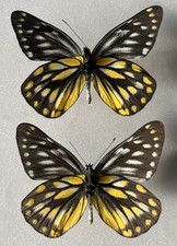 Schmetterling - Delias