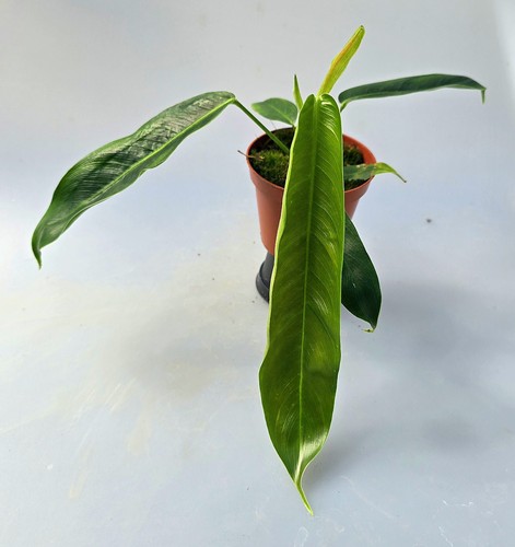Sehr schöner philodendron - sehr,