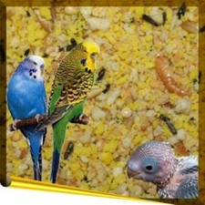 Complet Budgie 1kg trockenes