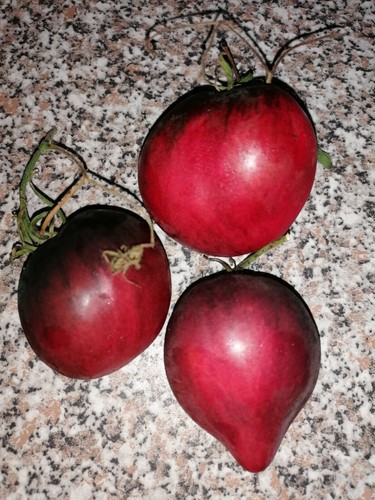 Tomatensamen sgt peppers - 10,