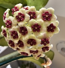 heavenly HOYA Hoya kerrii Herz Blatt