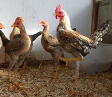 10  Stück "Keine" Bruteier