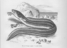 Seeaal Meeraal Conger conger Holzstich von 1892 Fische antique print