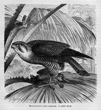 Rothalsfalke stoßvogel falke - rothalsfalke,
