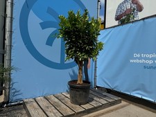 Sunny tree orangenbaum - tree, –