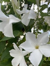 PFLANZE Chilenischer Jasmin