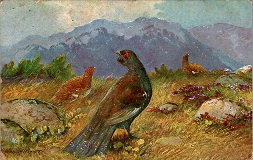 Jagd fasan fasane - col., 1916
