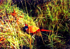 Fasan Goldfasan im Dünengras