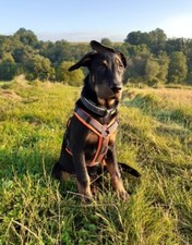 +++ Verschiedene Hundegeschirre und Hundehalsbänder +++ Welpengeschirr+++Größe L