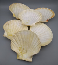 Jakobsmuscheln, 6St