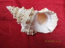 sehr schöne Muschel Schnecke