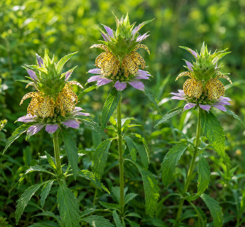 2118xz spotted beebalm - ol,