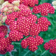 Achillea Knolle Blumen Staude