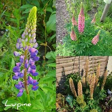 Lupine, Blumensamen, 30⁺