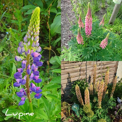 Lupine blumensamen 30 - blumensamen,, 30⁺