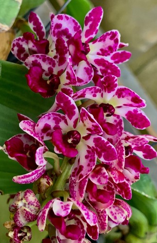 Rhynchostylis gigantea species - rhynchostylis,