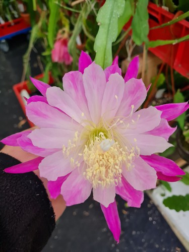 Epicactus himmelsauge - epicactus, “