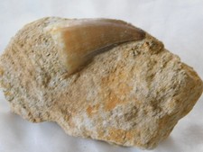 uralter versteinerter