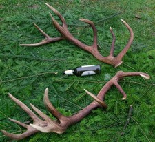 gutes Paar Abwurfstangen