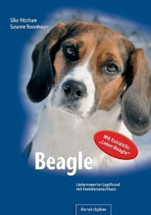 Beagle liebenswerter jagdhund - liebenswerter,