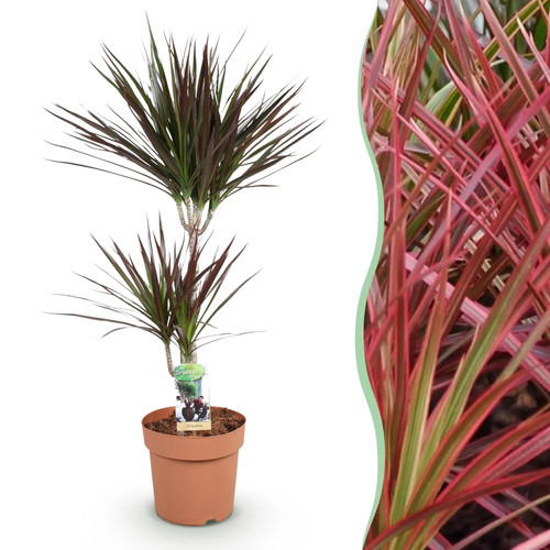 Zimmerpflanzen dracaena - zimmerpflanzen,