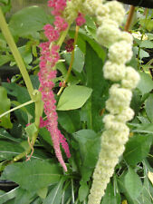 AMARANTH MISCHUNG 100 Samen aus bioveganem Naturgarten Blumen eßbar Bienenweide