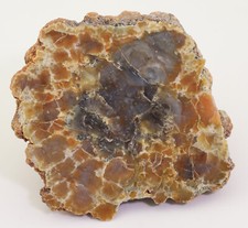 Saurier-Koprolith, Jura, Morrison Formation, Utah, USA -k260