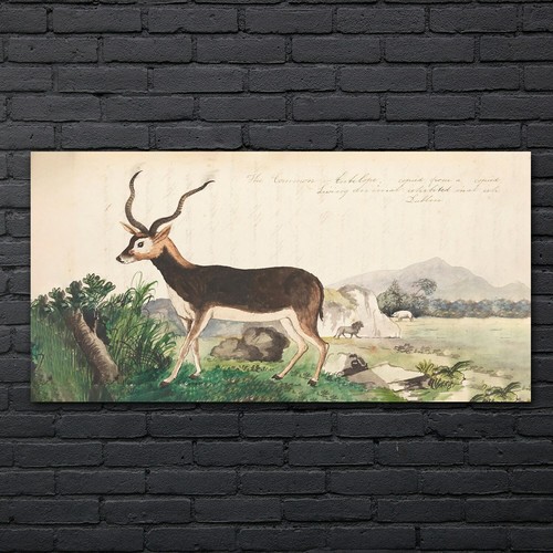 Gazelle wild tiere zeichnung - tiere,