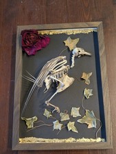 Taube Skelett Vogel Gothic