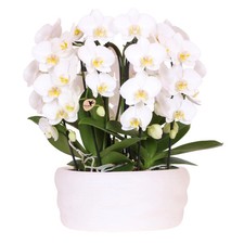 Weißes Orchideenset in Como-Schale – 3 Niagara Falls Orchideen Ø12cm –