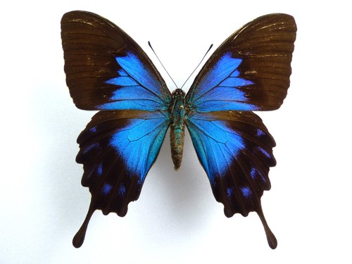 Papilio telegonus ssp