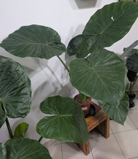 XXL Alocasia  Macrorrhiza 
