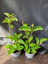 Hoya crinkle wachsblume - hoya,