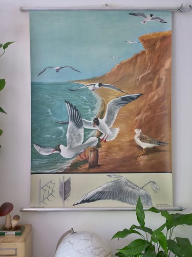 Vintage schulwandkarte - vintage, |