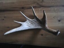 Große Elch Schaufel Geweih