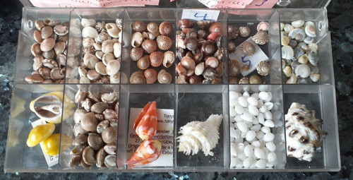 Muscheln schnecken a - schnecken, u.a