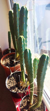 Trichocereus/Echinopsis