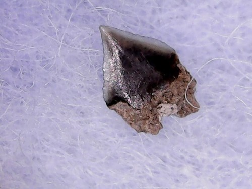 Haizahn isistius triangulus - haizahn,