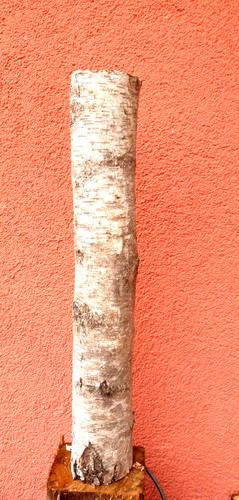 Birkenstämme birkenholz birke - birkenholz,