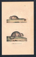 1840 - Haselmaus Maus Mäuse