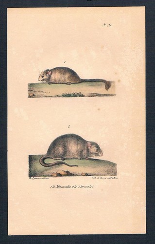 1840 haselmaus maus mäuse - maus,