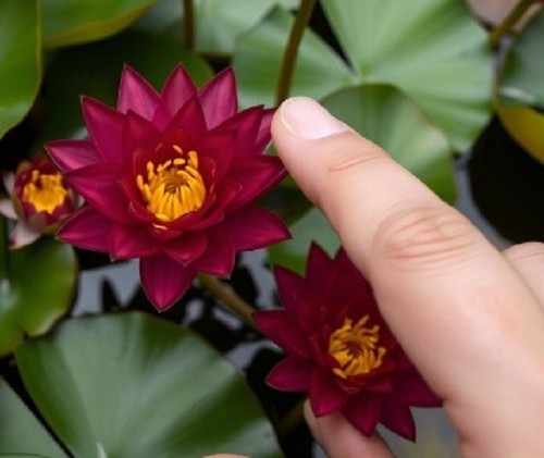 Dunkelrote zwergseerose - dunkelrote,